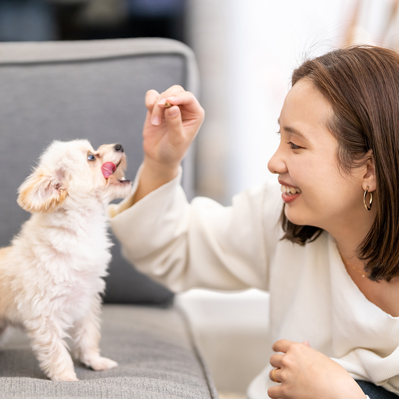 ペットと快適に過ごすためのリノベーションを行うリノペット